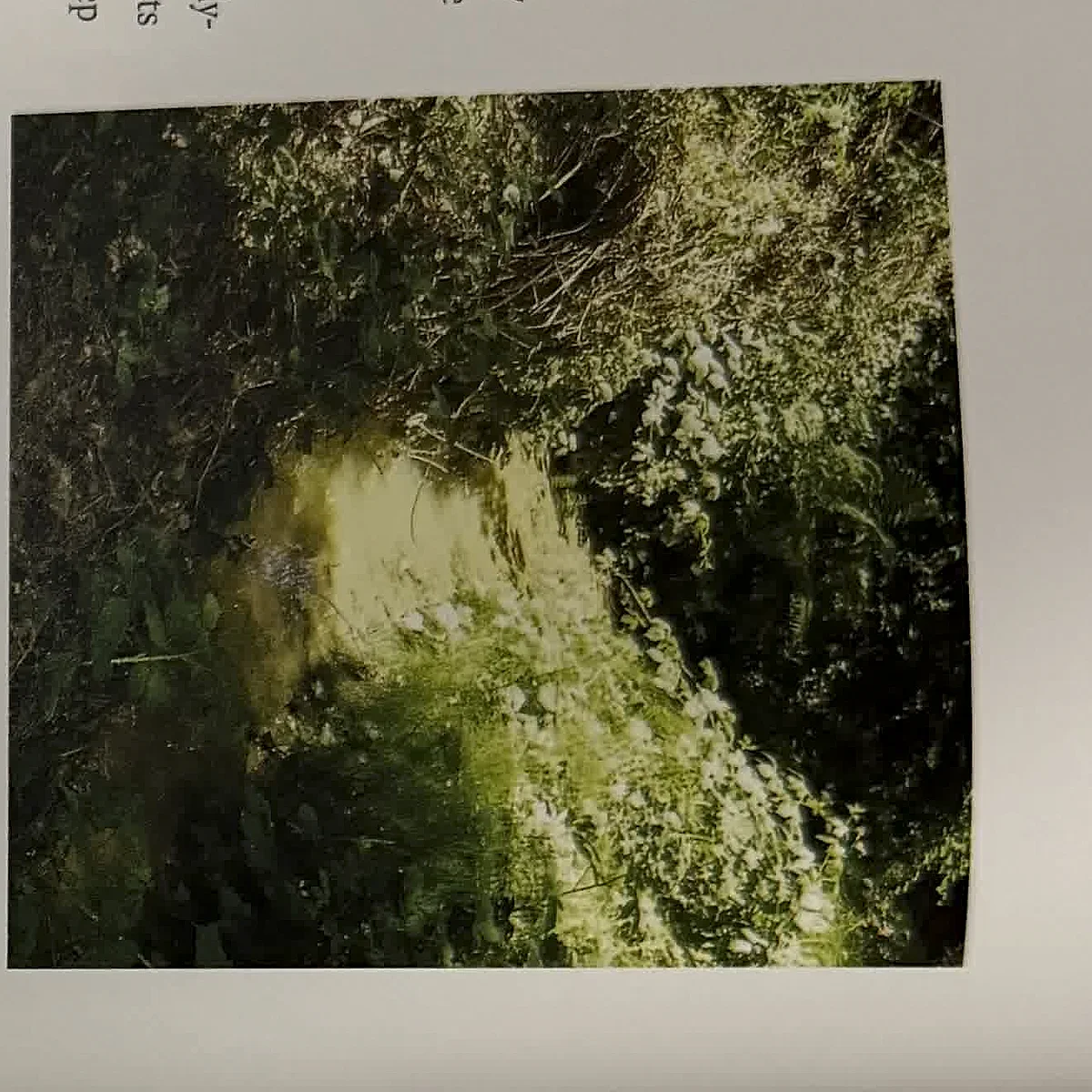 A cropped textbook photo of vegetation and ground conditions adjacent to a building.