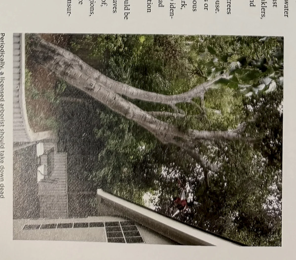 A cropped textbook photo showing a tree close to an exterior structure.